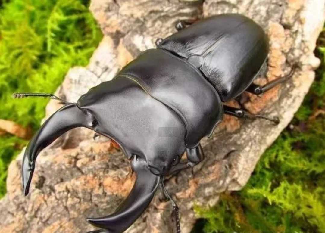 The Stag Beetle (Lucanidae): Nature's Antlered Warriors and Silent Engineers