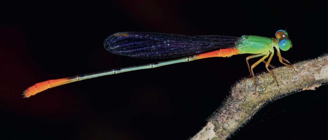 Stunning Damselfly Brightens Sri Lankan Rainforests: The Vibrant Ceriagrion cerinorubellum