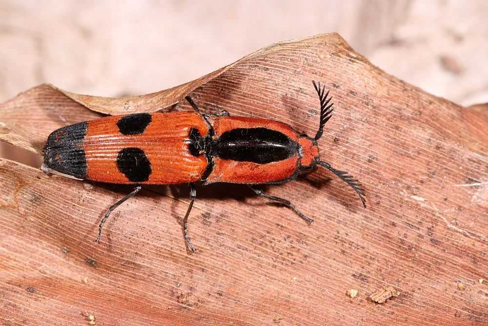 Click Beetles: Nature's Acrobatic Jumpers with a Startling Survival Trick