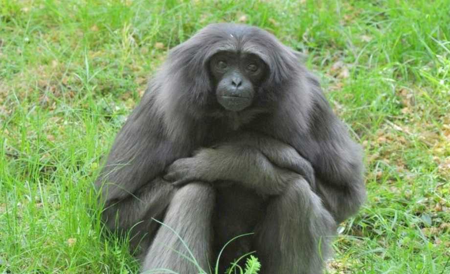 The Grey Gibbon: A Primate with an Expressive Face of Innocence and Subtle Sorrow