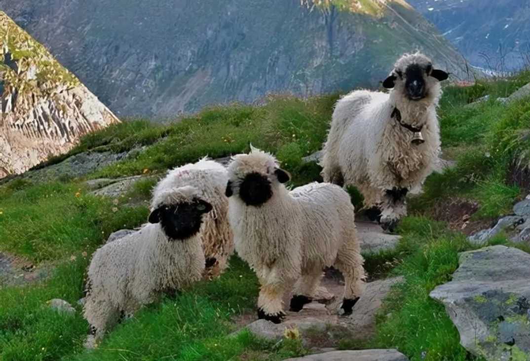 The Black - Nosed Sheep: A Glacier Goat with a Distinctive Monochrome Look