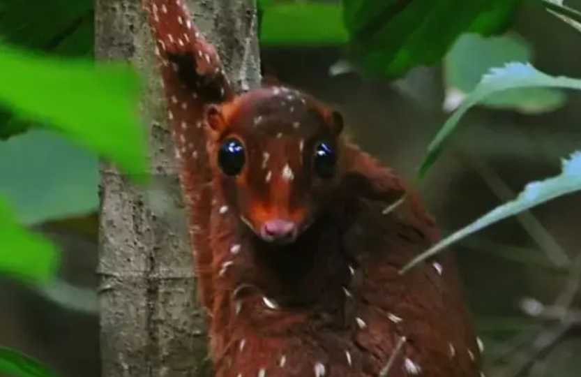 The Sunda Colugo: An Indonesian Native That's Neither a Monkey Nor a True Flyer