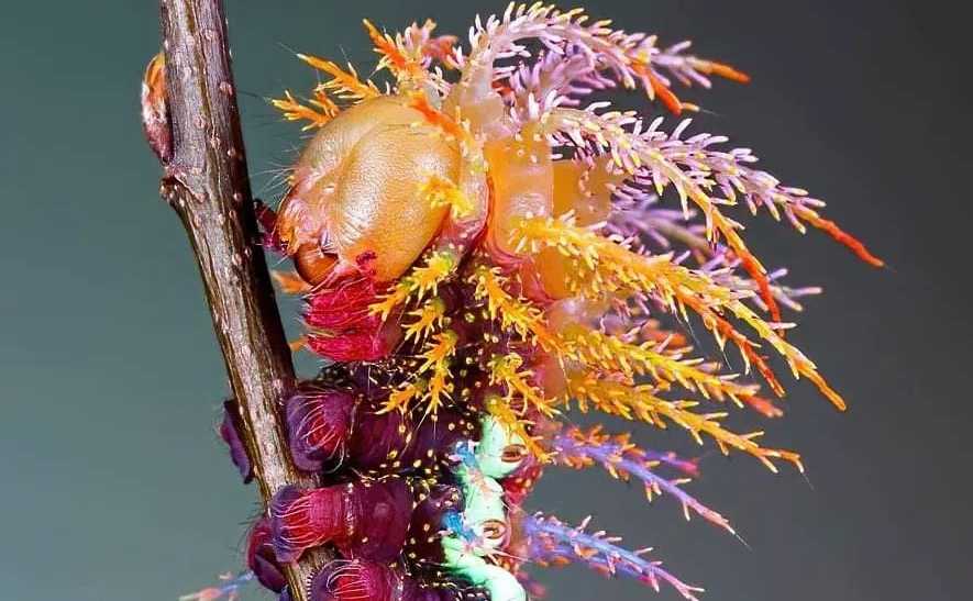 Vibrant Purple Caterpillar Sparks Wonder: What Will Its Butterfly Form Look Like?