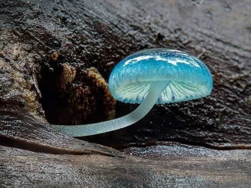 Crystal - clear Blue Mushrooms: A Captivating Natural Wonder
