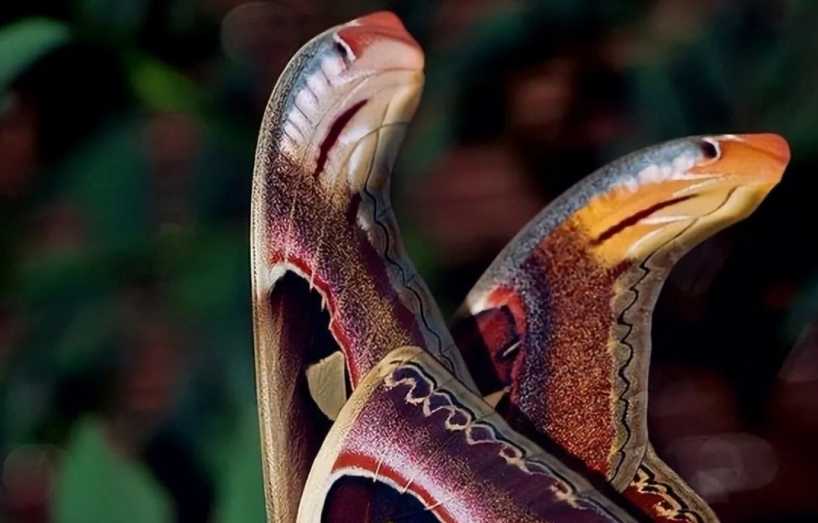The Atlas Moth: Wings That Mimic Two Snake Heads