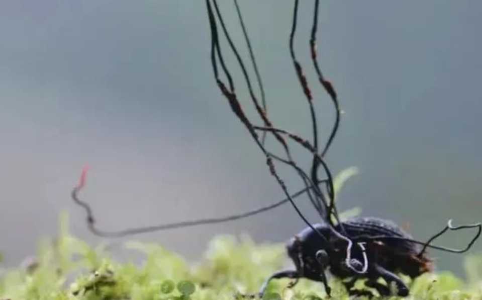 When a beetle is infected by the cordyceps fungus, the following process occurs: