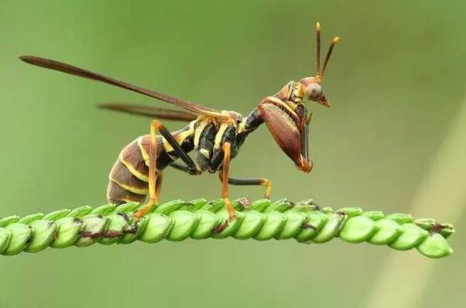 The Wasp Mantisfly: A Hybrid Predator That's Neither Mantis Nor Wasp