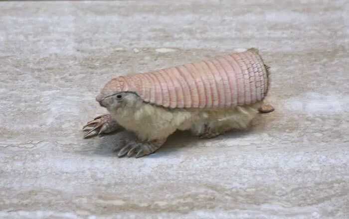 The Pink Fairy Armadillo: World’s Tiniest Armor-Clad Wonder with a Fluffy Pink Hue