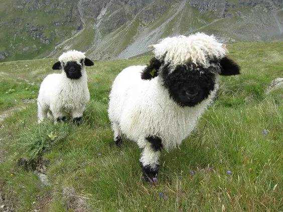The Black-Nosed Sheep: A Charismatic Alpine Resident with Distinctive Monochrome Markings