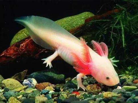 The Axolotl: Mexico’s Remarkable 'Walking Fish' and Genetic Marvel