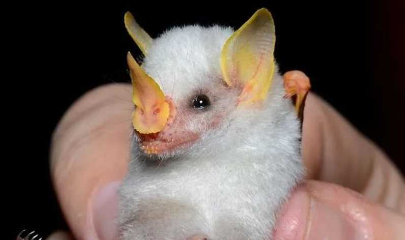 The Honduran White Bat: Nature’s Fluffy, Pastel-Colored Flying Puffball