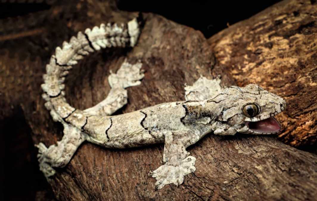 The Galamaso Gecko: Nature’s Elusive Tree-Dweller with Spectacular Dermal Flaps