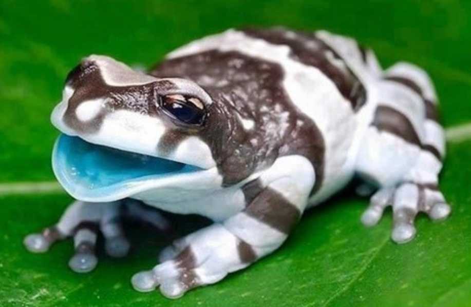 The Amazon Milk Tree Frog: Nature’s Vibrant Green Amphibian with a Milky Defense