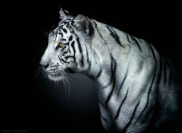 Bengal Tigers in Crisis: Over 96% of Wild Population Lost in a Century